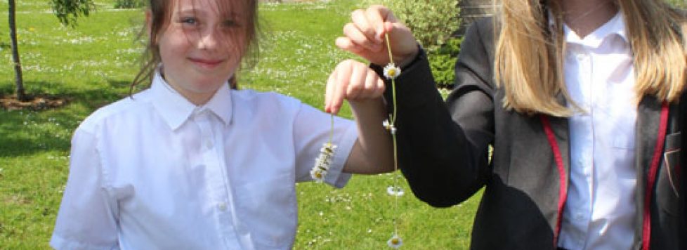 daisy-chain